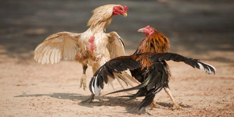 Hướng dẫn tham gia đá gà thomo cho người mới Hướng dẫn tham gia đá gà thomo cho người mới